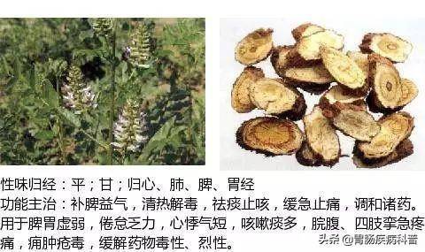 全網最全的中草藥圖譜圖片性味歸經主治功效還不收藏