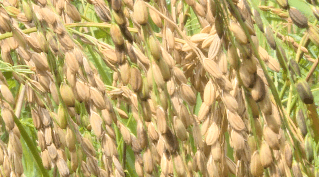高山旱稻种子图片