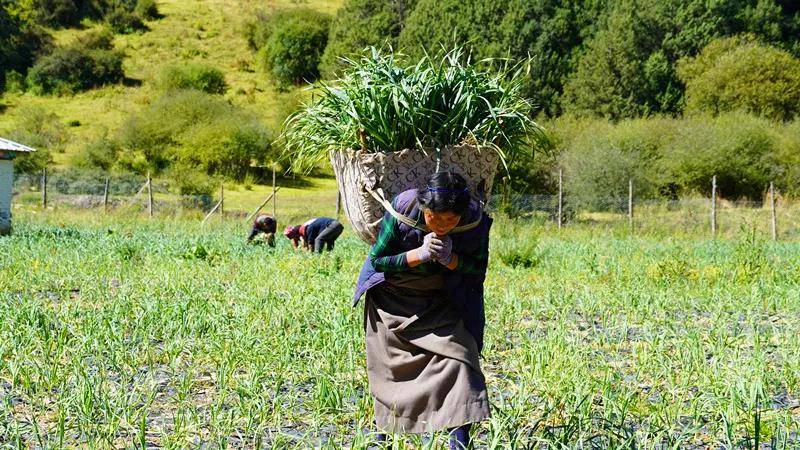 若尔盖县占哇乡种植蒜苗"钱景"好