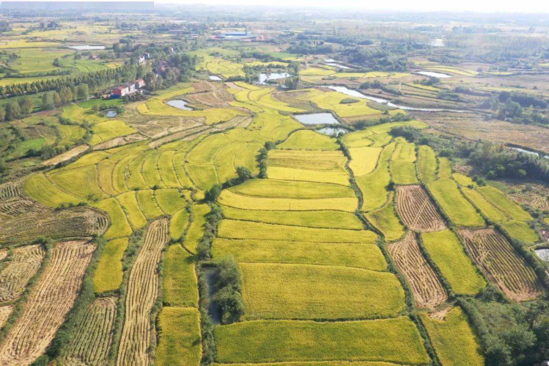 安陆市木梓乡8万亩稻田喜迎丰收