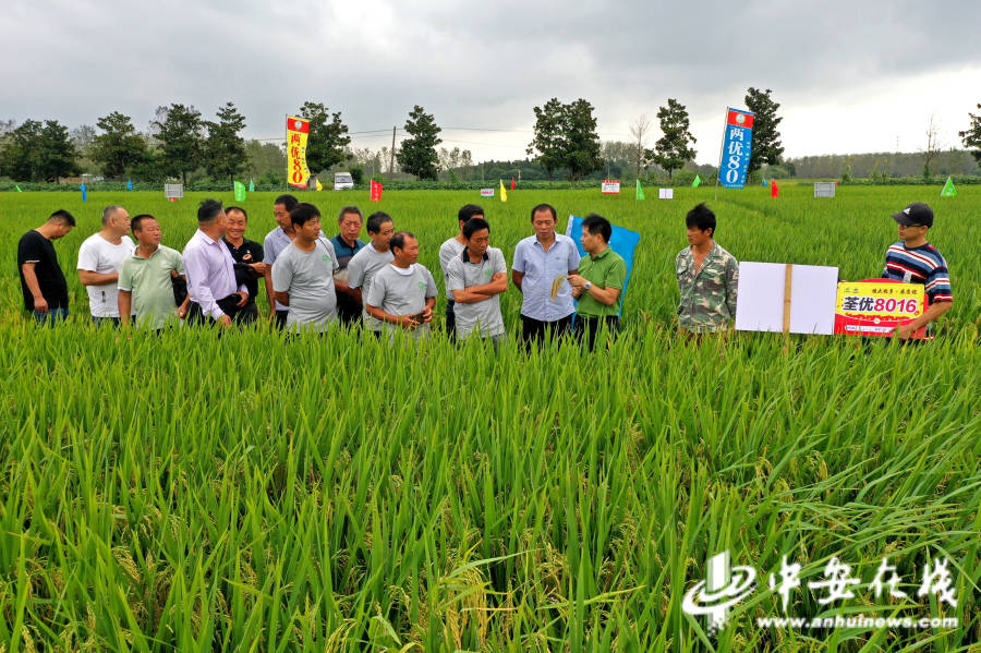在全椒县马厂镇黄庵村水稻新品种展示示范现场,农技专家和种粮大户在
