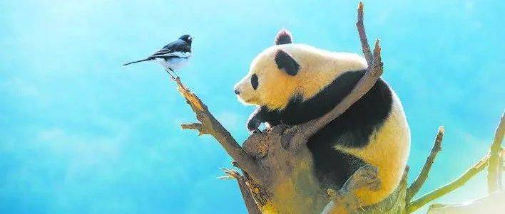 家养大熊猫会攻打人吗