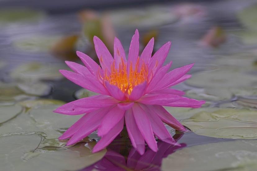 秋日治愈系上线 辰山植物园粉色系睡莲尽显柔和之美