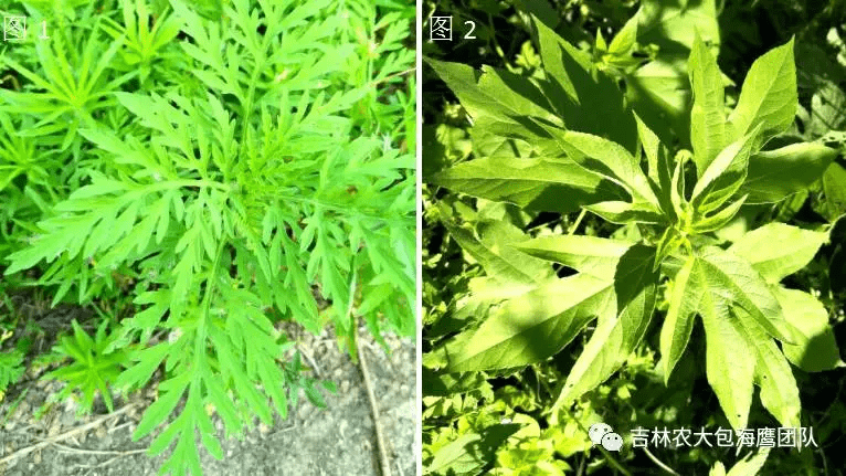 豚草有多可怕，你知道吗？
