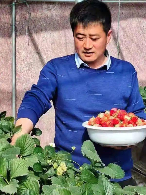 沂源县盖冶村映山红草莓专业合作社理事长刘 建 华01齐晓萌 淄博柒鲁