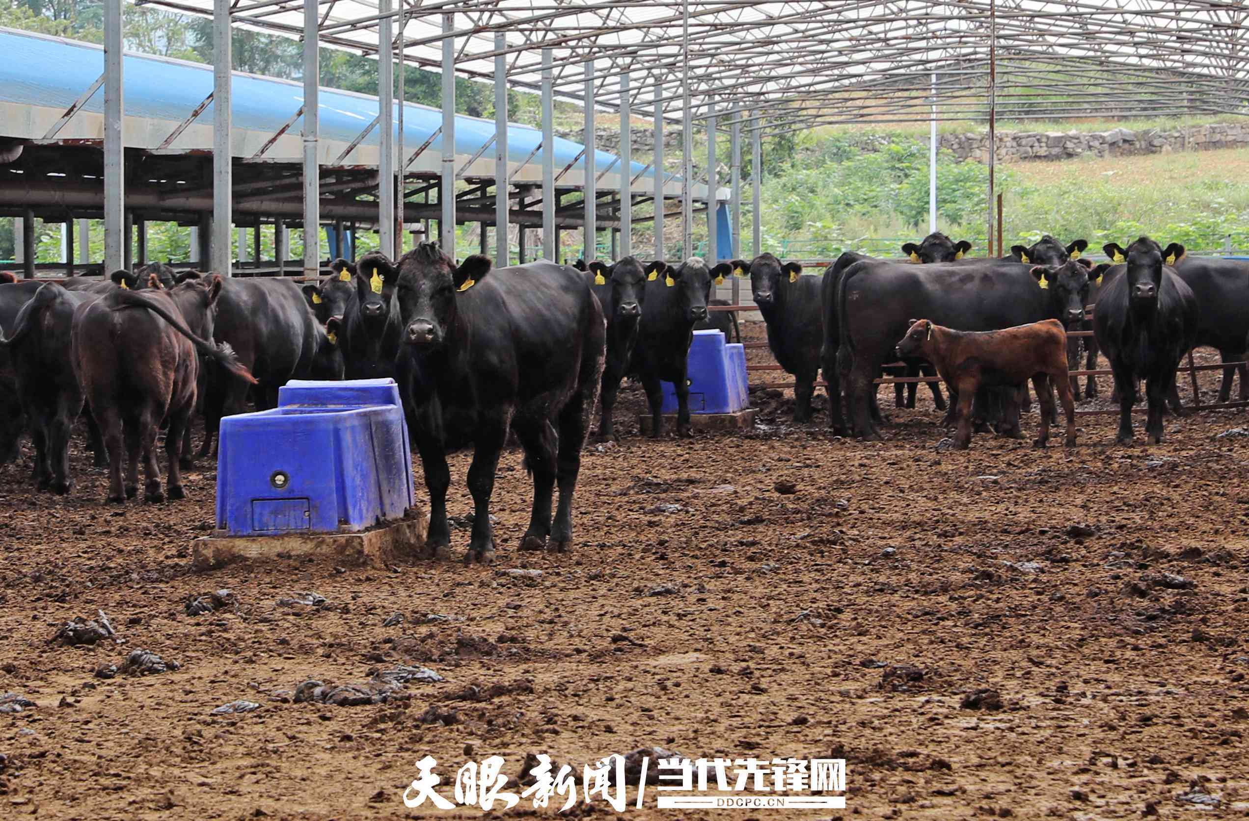 黔西市甘棠镇同心村肉牛养殖场,工作人员在装运牛饲料