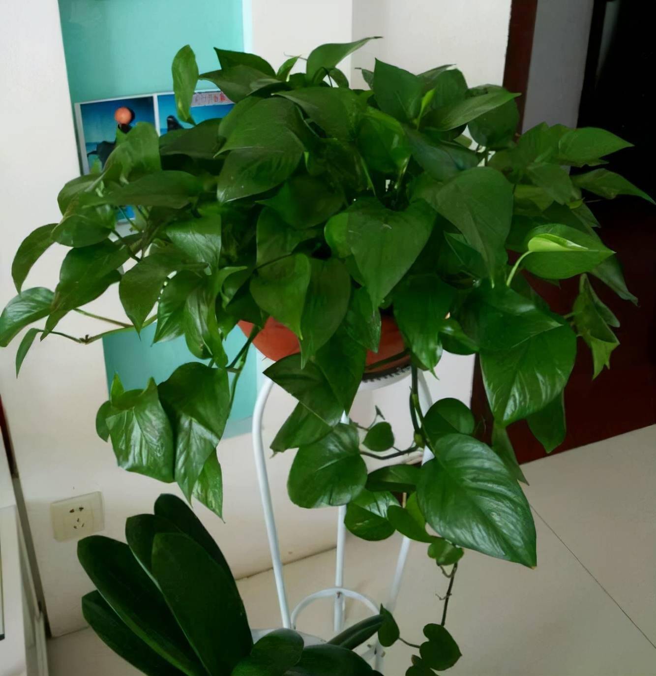 绿萝浇什么肥料可以长得更快 4f836afcf5be4ff3b42cd662d489890c.jpeg