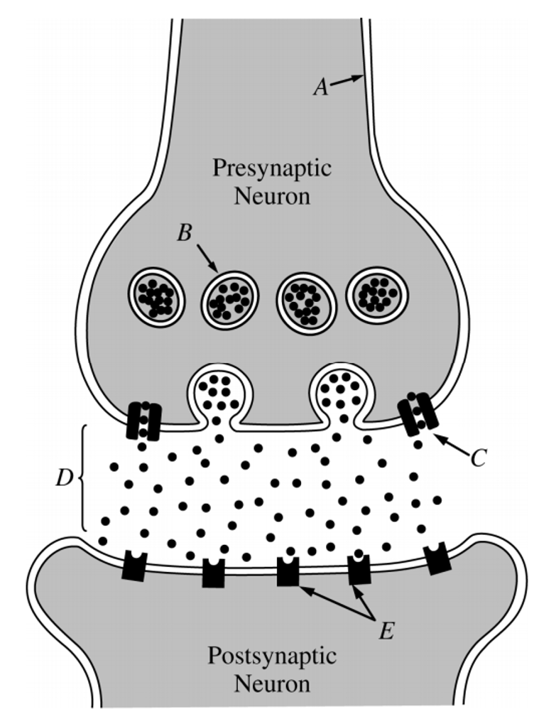 gonads主要分泌sex hormones,能夠調節性衝動和性行為,在生殖過程中很