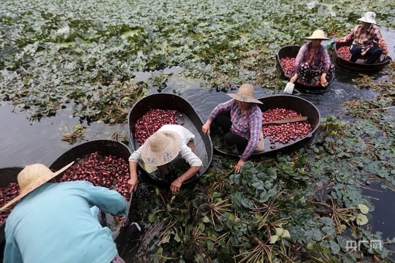 湖州南浔:水乡丰收采菱忙