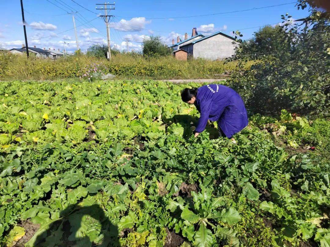 长山镇四部村 发展庭院经济助力乡村振兴 菜园