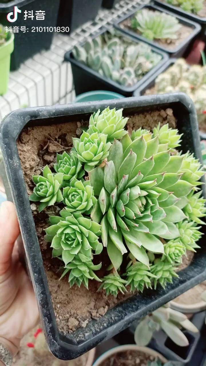 观音莲多肉多肉植物观音莲dou小助手