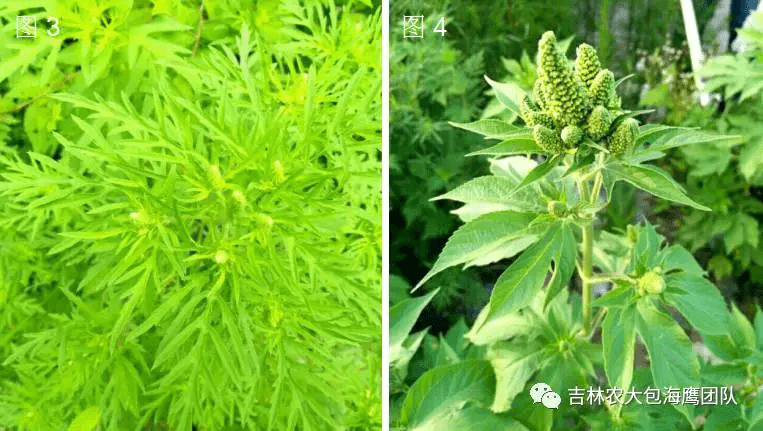 豚草有多可怕，你知道吗？