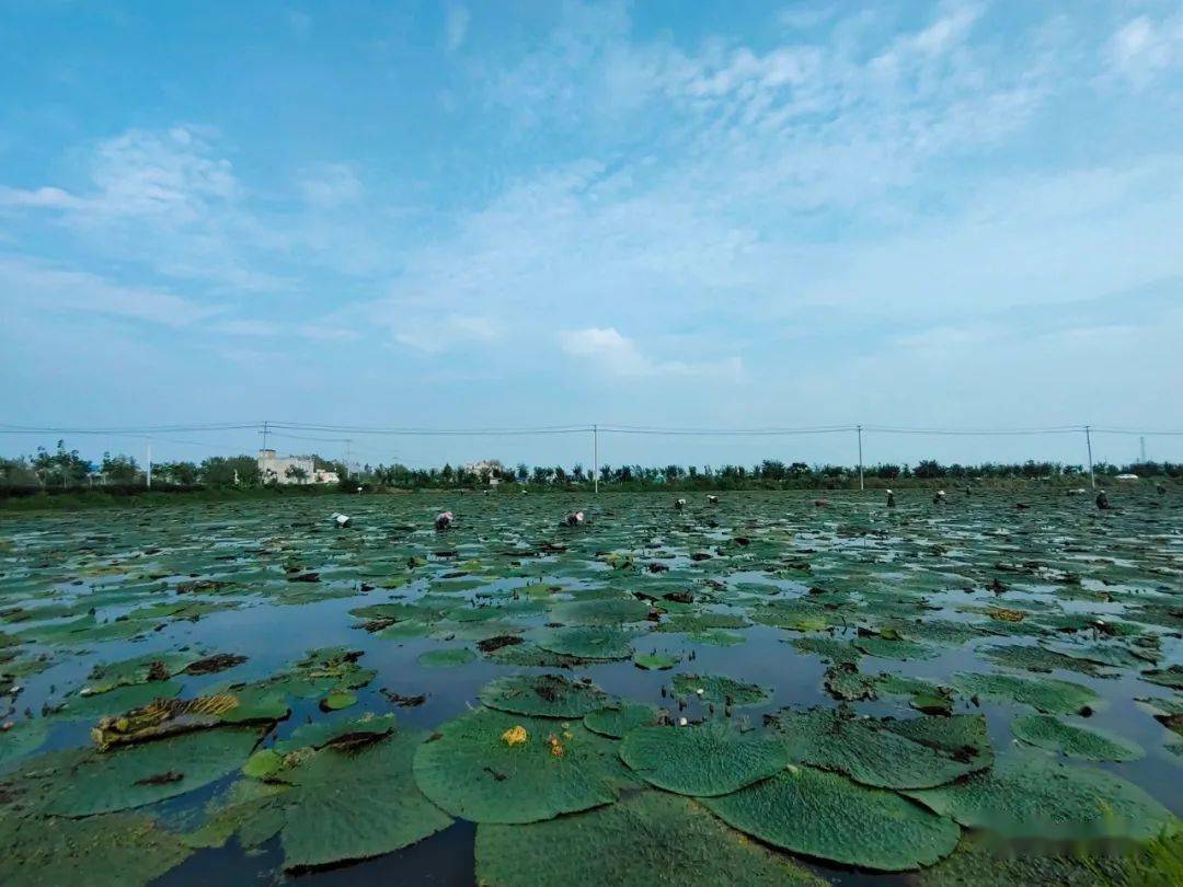 远远望去,陈安村的千亩芡实种植基地非常壮观.