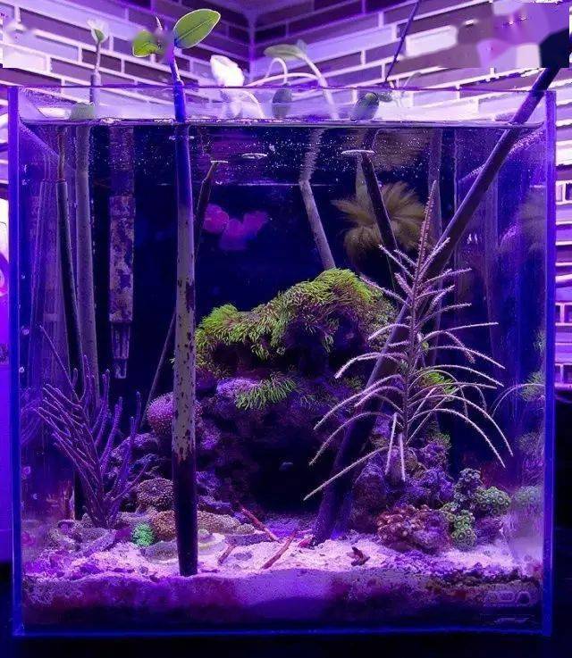 快进来膜拜海缸大佬红树林造景的故事