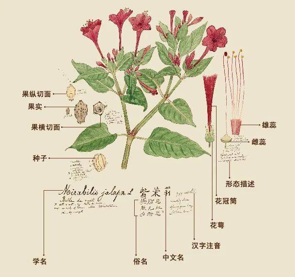 识草绘木 人人都夸美的植物科学画 背后故事几人知 桑志华