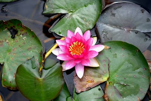 唐代|汶川：睡莲花开 笑迎客来