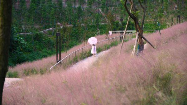 新区|漫山遍野粉黛红 两江新区昔日水沟变身浪漫公园