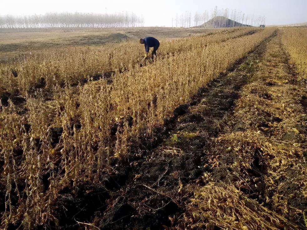 秋天里的故事割黄豆