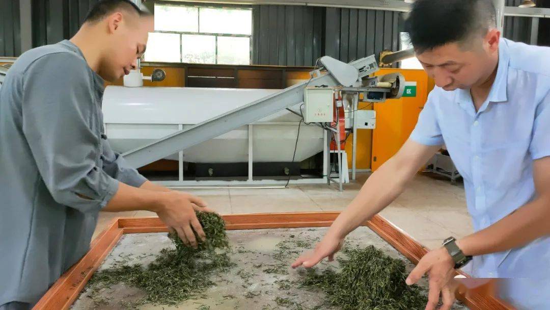 全程手作,非常劳累从"炒头毛火"到给茶叶"整形上光",都十分讲究手法和