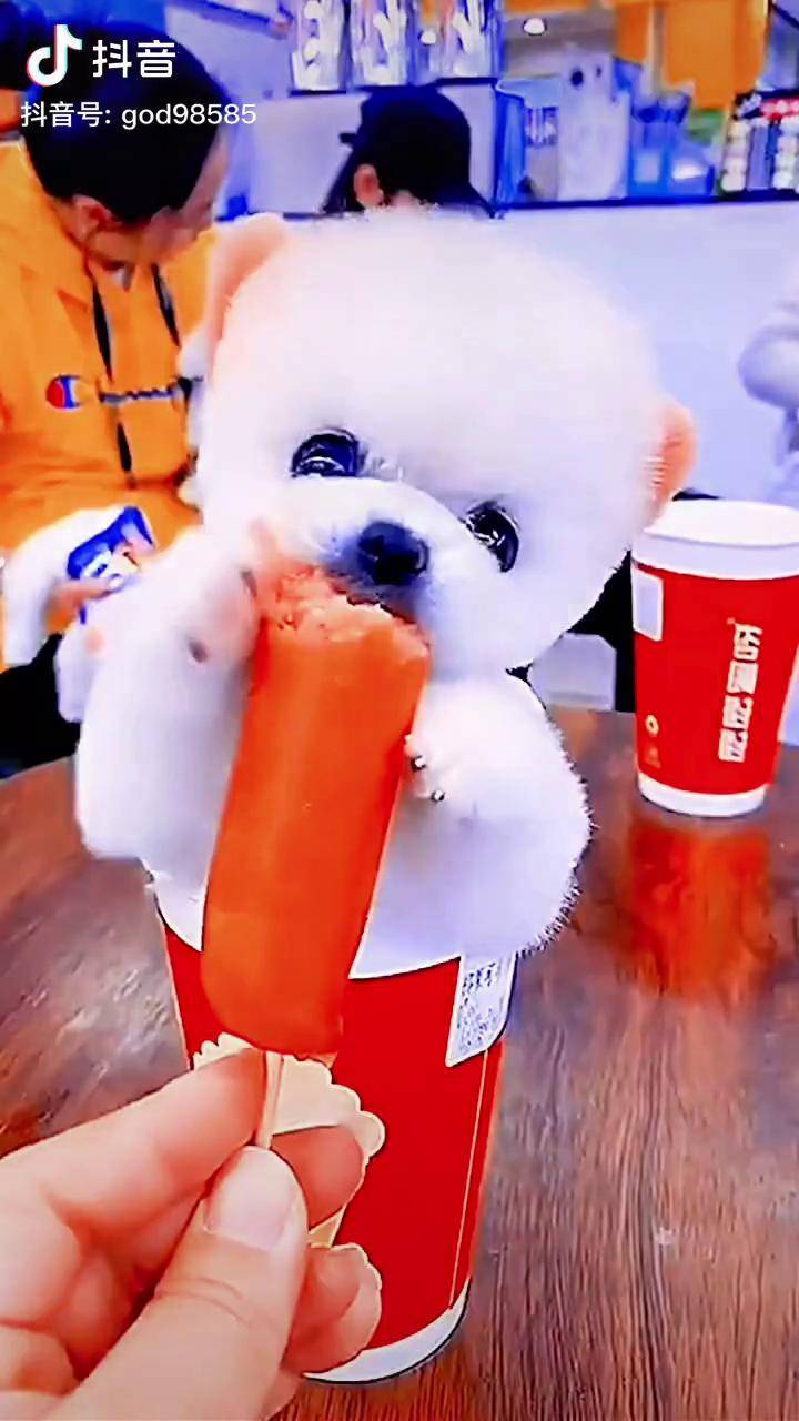 茶杯犬家有萌宠