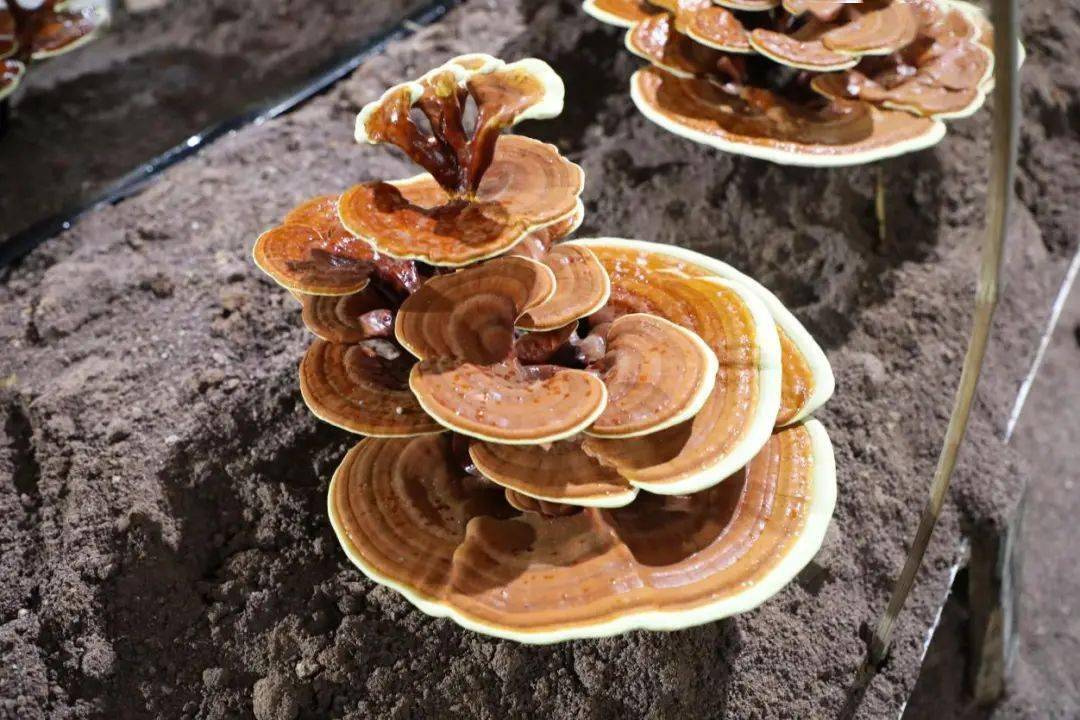 安发古田生态科技园系列之八02大棚种植优质灵芝品种