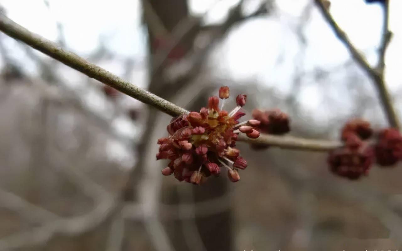 18种常见的先花后叶植物集锦