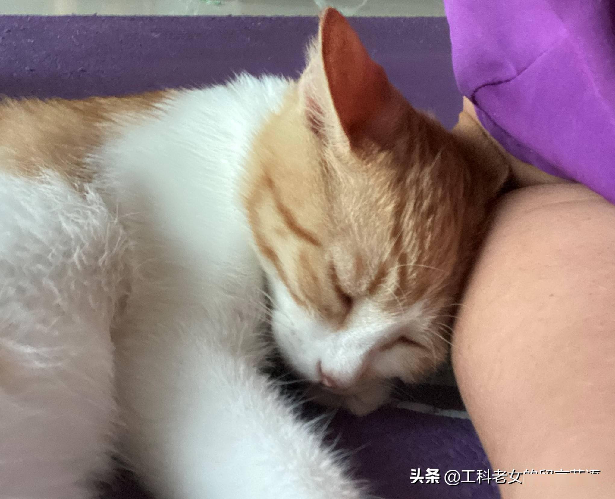 猫在可以安心睡觉的情况下各种奇奇怪怪的睡姿就出现了