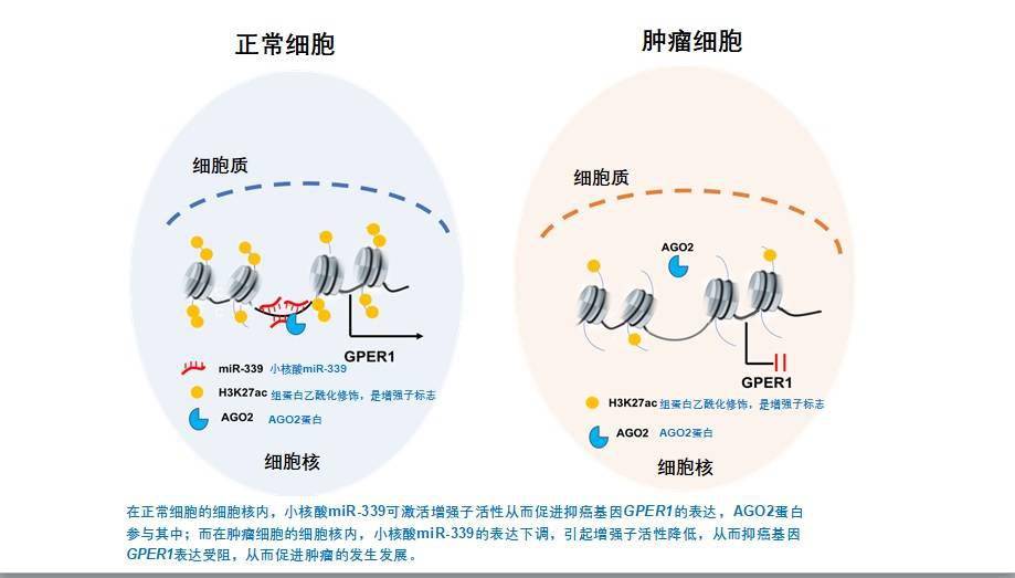 激活沉默的抑癌基因,细胞核内微小rna药物治疗前景光明!