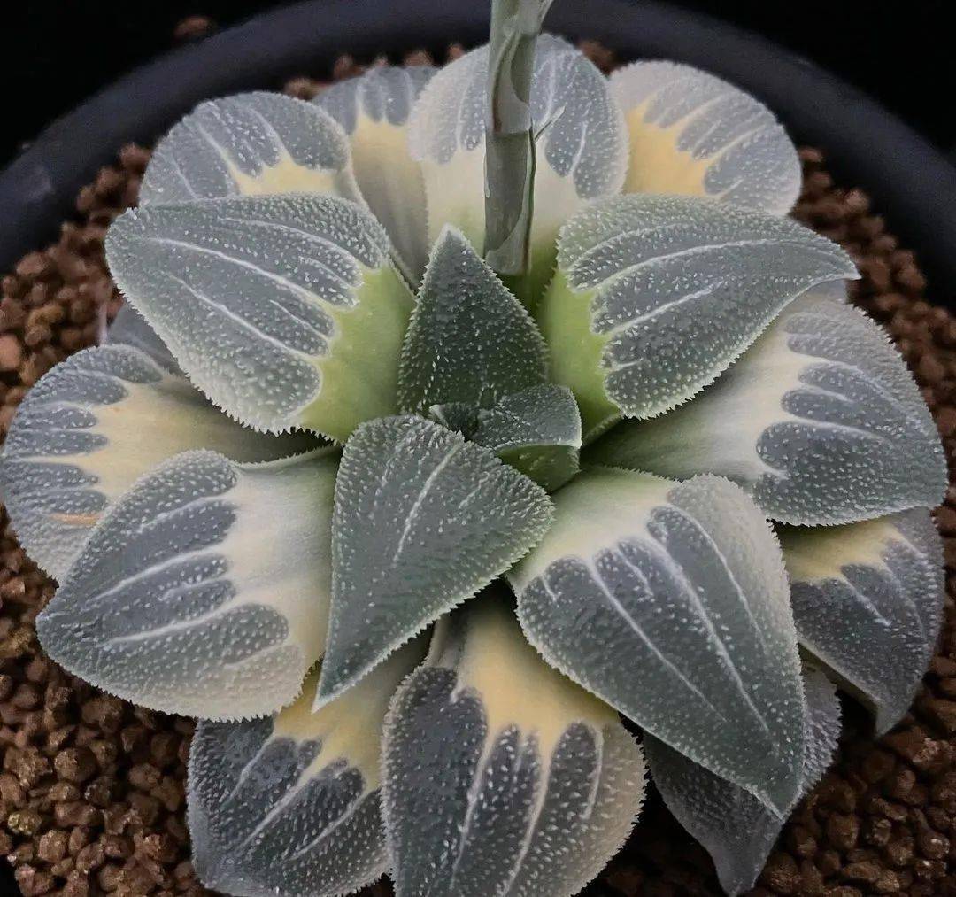 世界那么大多肉那么美我们一起去看看吧74期魅力瓦苇