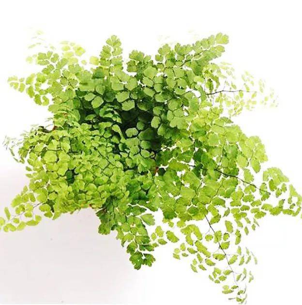 好养指数:★★★★ 别名:铁线草,铁丝草,美人粉,石中珠 科属:铁线蕨科