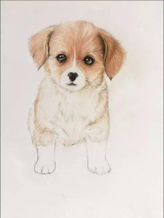 可爱小狗的彩铅画法