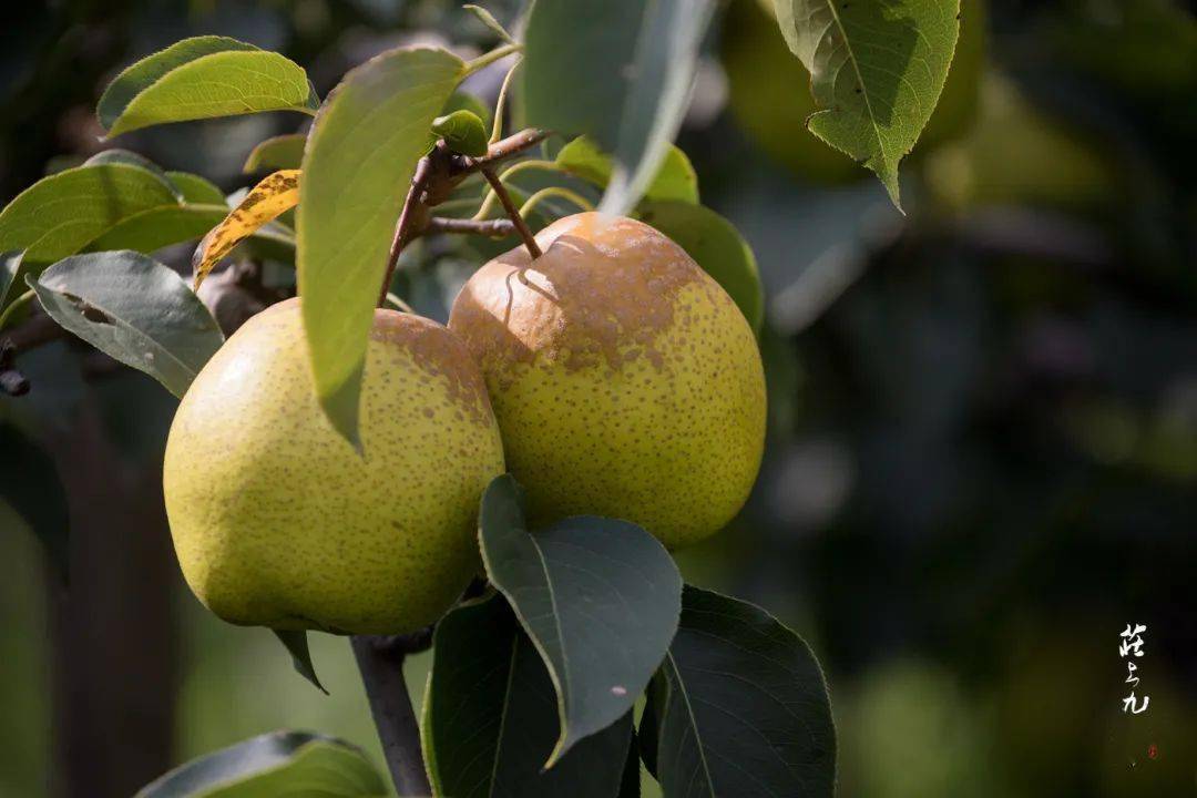古树梨韵 千年芬芳 赵州古树雪花梨文化节正式开幕_河北赵县