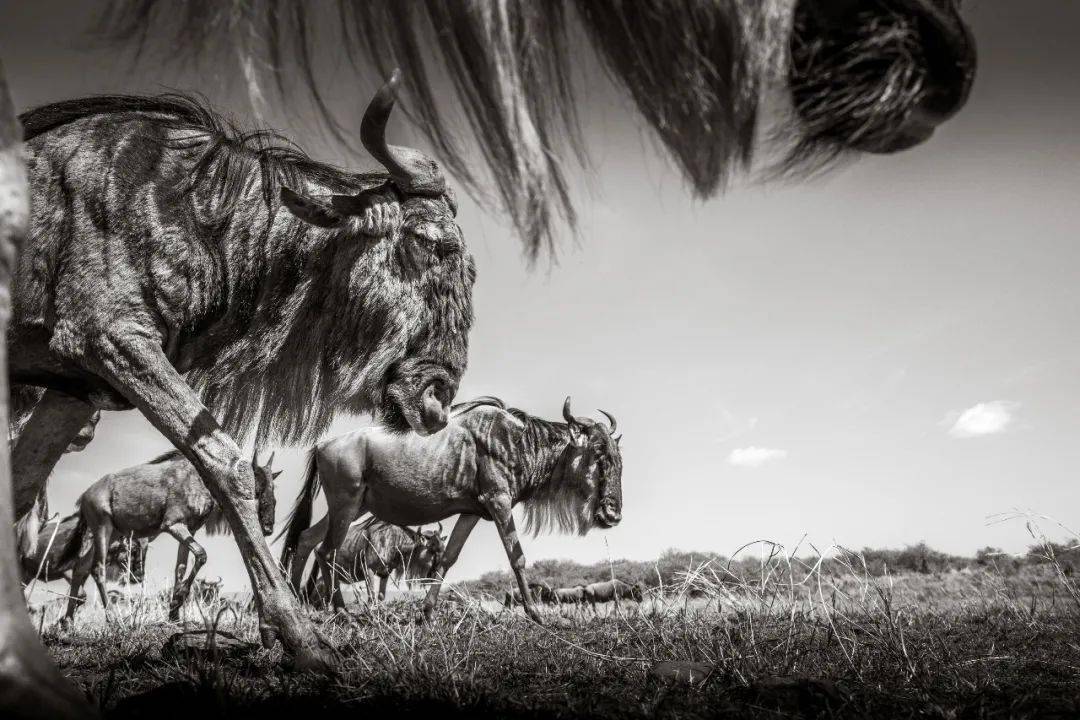 世界摄影奖获奖作品每一张都震撼心灵