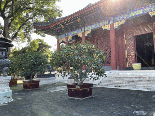 方按照传统形式,南北两侧对称中间摆放,形成"两桂当庭"的园林造景手法