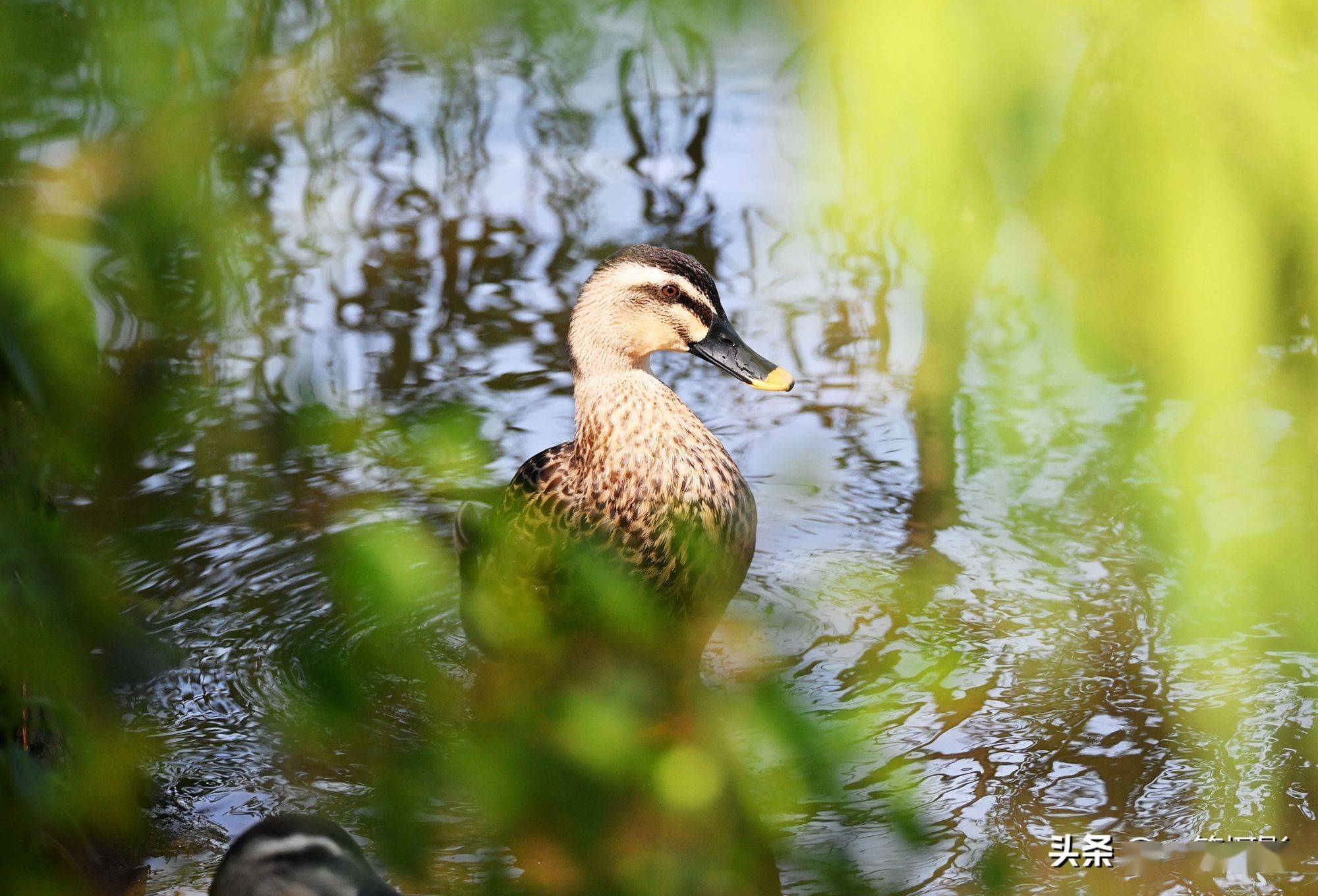 海珠湖里的野鸭子_广州