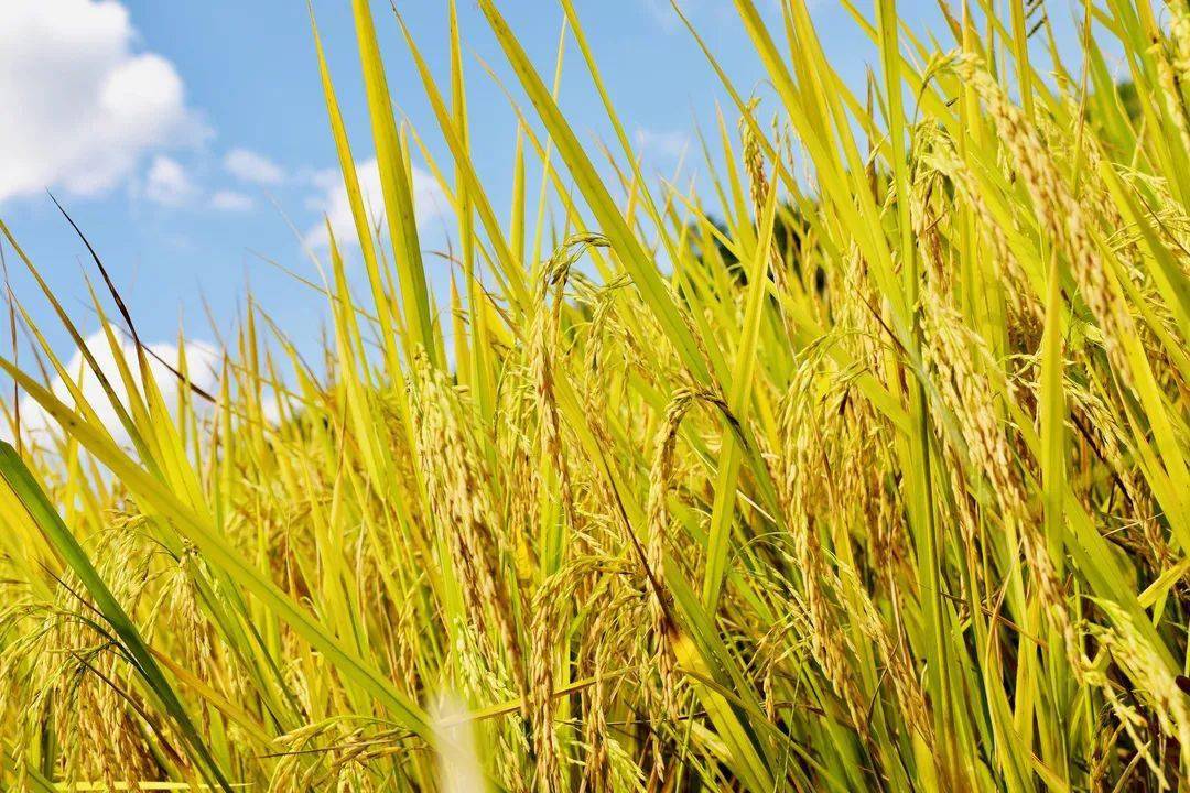 稻田香飘满村里每个角落 偶尔秋风来袭,雾漫山岭,山涧溪流叮咚作响,像