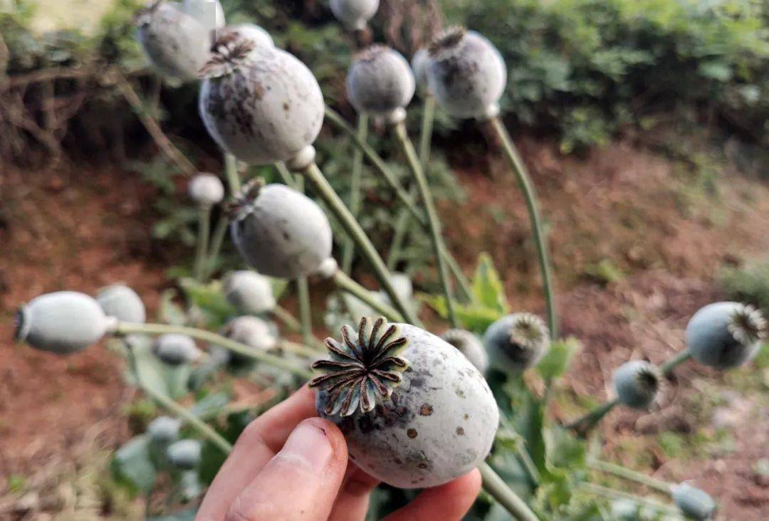 罂粟壳作调料就能抓住食客的胃