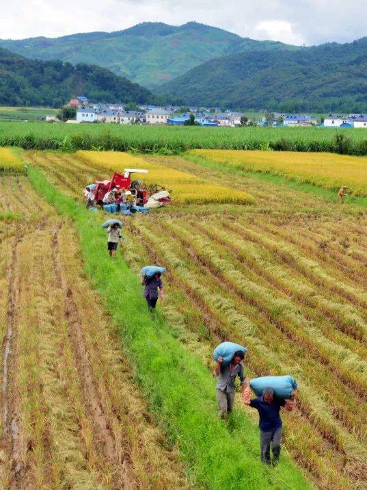 喜迎丰收节| 稻香卷起千重浪 色彩斑斓迎丰收
