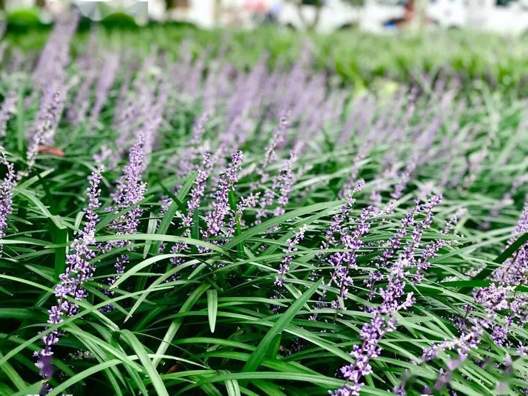徐汇这些公园绿地里兰花三七盛开,紫色美景醉人心田_天钥桥路