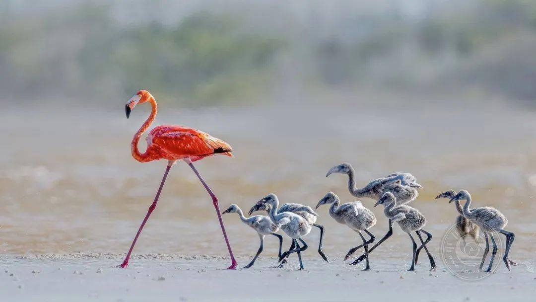 摄影|获奖公布丨2021第十届台中国际摄影艺术展作品（自然组）