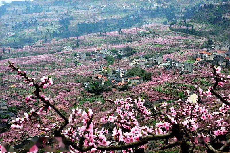 国庆|300余万株百合、1200亩花田、盛大花车巡游······成都花海游玩攻略来啦！