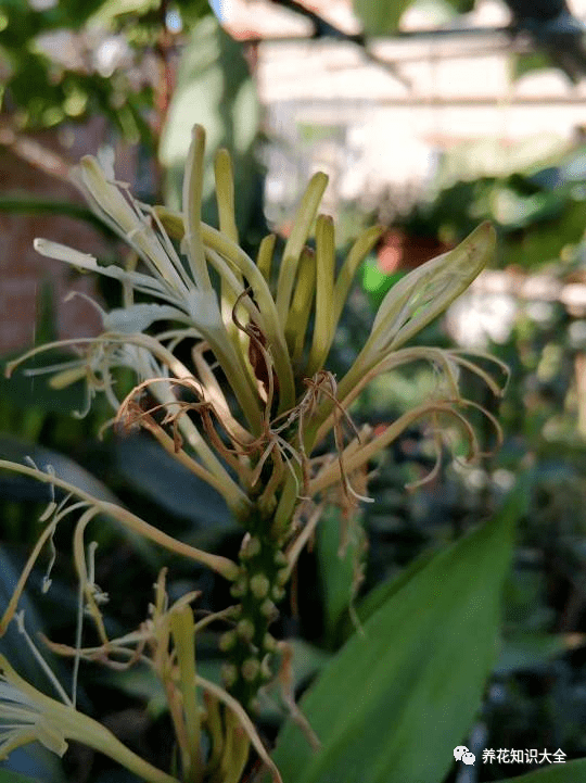 富贵竹几月份开花 7c6b8fd1ccbd40b4ac72aca4e6496b06.png