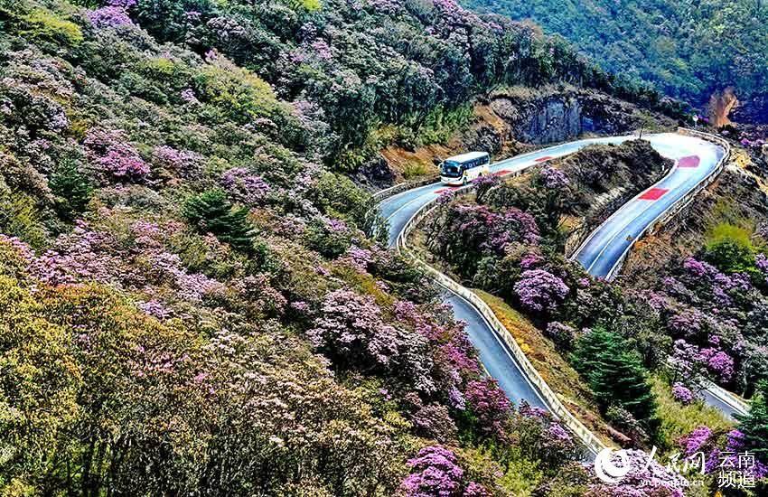 轿子山|128个品种 2万余株高山杜鹃 云南轿子山打造100亩高山杜鹃基因库