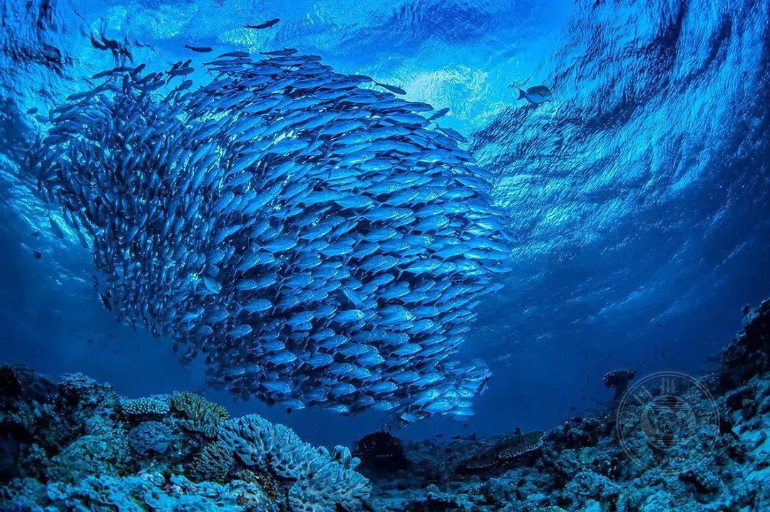 摄影|获奖公布丨2021第十届台中国际摄影艺术展作品（自然组）