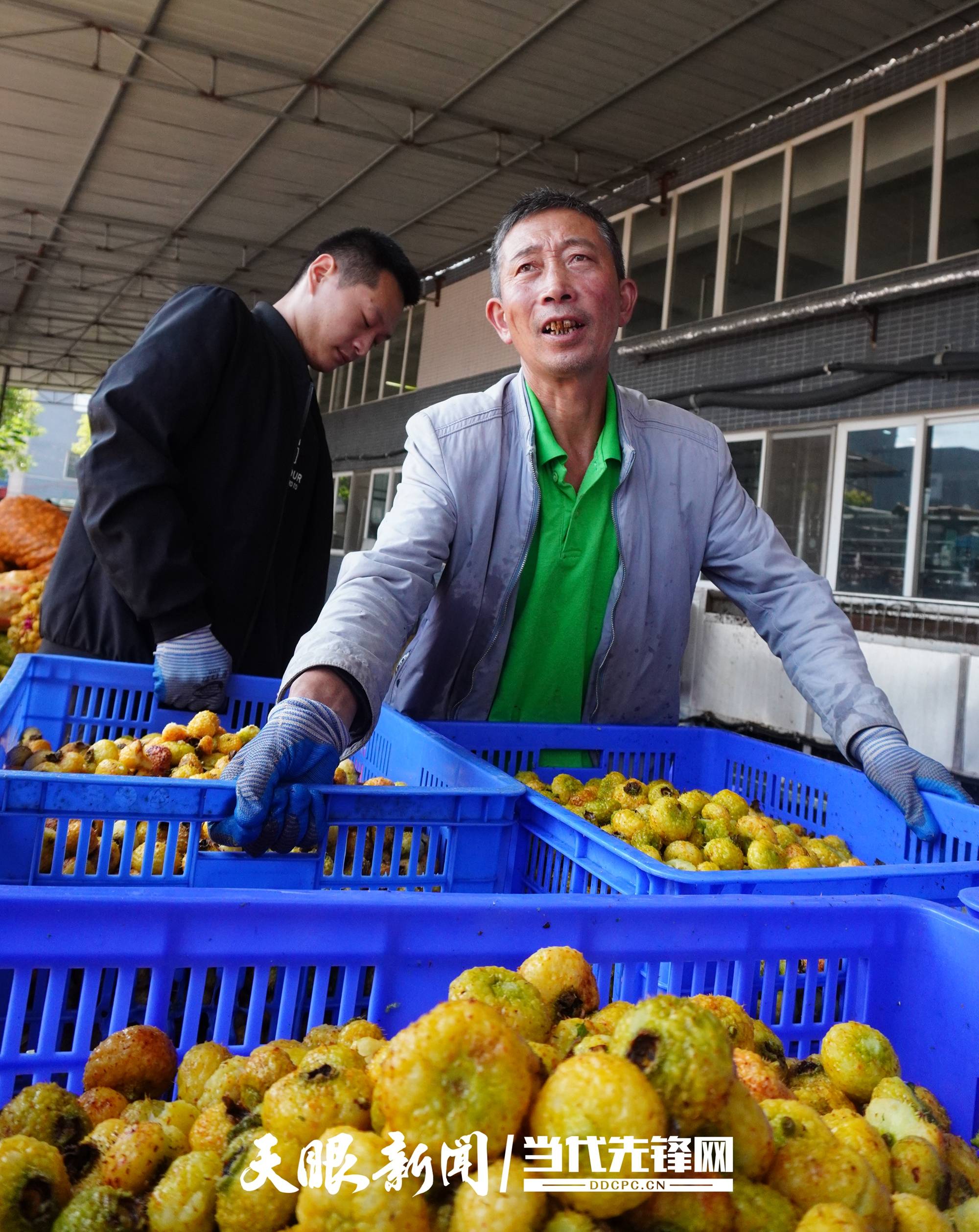 增产又增收!大方刺梨生产加工忙