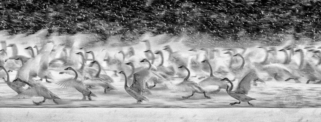 摄影|获奖公布丨2021第十届台中国际摄影艺术展作品（自然组）