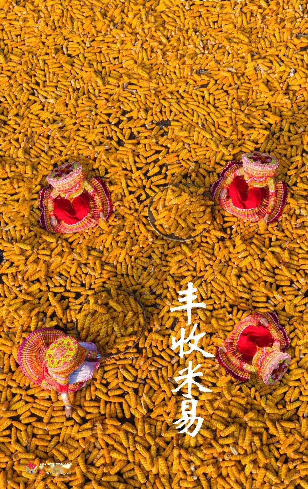 阳光米易丰收年宁河两岸稻谷香