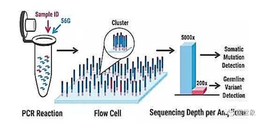 如果被檢測的染色體或 dna 纖維切片上的靶 dna 與所用的核酸探針是