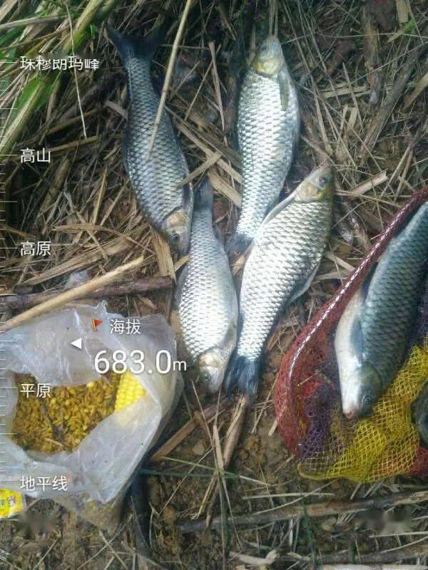 高山冷水河沟,水质一流无污染,共钓获5尾清波鱼