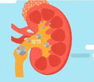 血液|【医聊】憋尿就是把肾泡在脏水里，怎样护肾养肾？